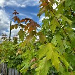 Javor freemanov (Acer freemanii) JEFFERSRED ´AUTUMN BLAZE´® - výška 350-380 cm, obvod kmeňa 6/8 cm, kont. C18L